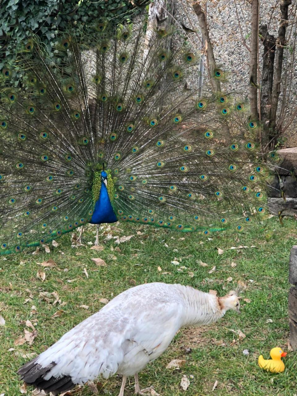 "Ai 4 Soli" Cermenate Exterior foto